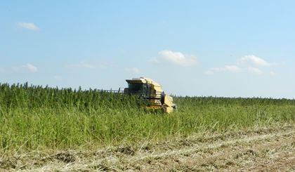 Image de l'opération champ de chanvre