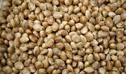 Image de l'opération graines chanvre