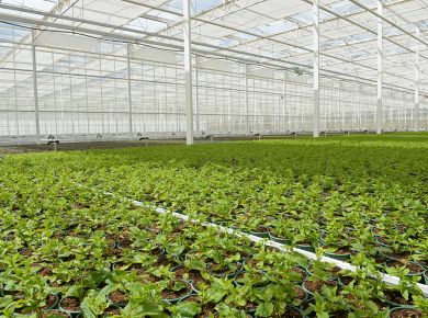 Image de l'opération 2021-06-29 ALTER BioPlants Angers 49 web