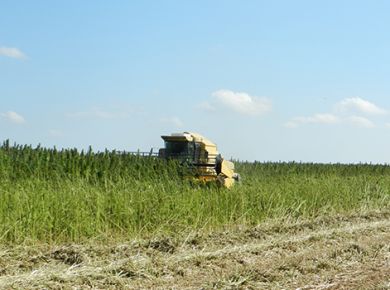 Image de l'opération champ de chanvre