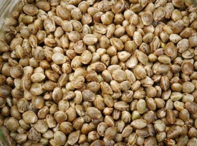 Image de l'opération graines chanvre