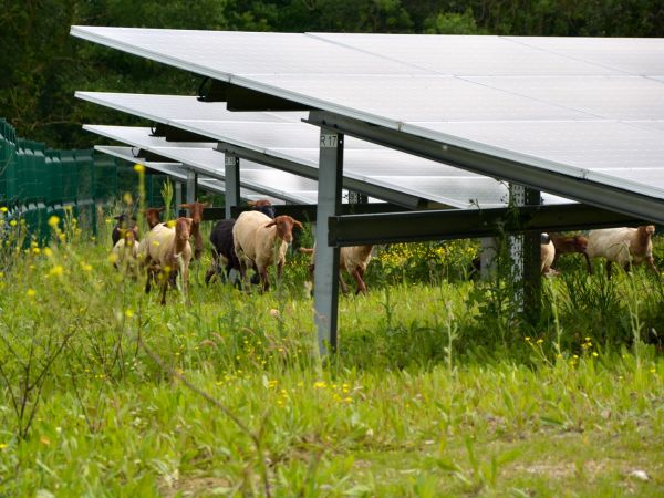 ferme solaire ecopaturage